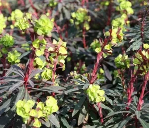Amygaloides Purpurea
