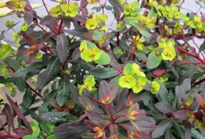 Walbertons Ruby Glow