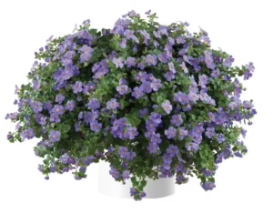 Scopia Gulliver Blue