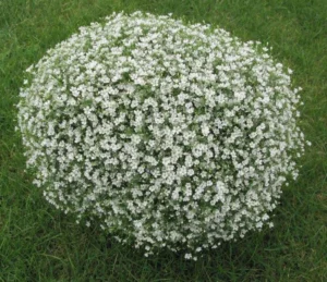 Gypsy White 260 szt