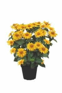 Sole d'Oro