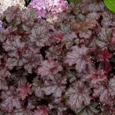 Amethyst Myst