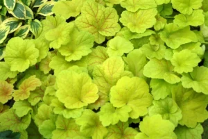 Electric Lime