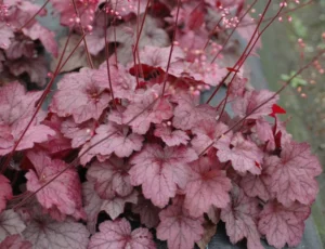 Georgia Plum