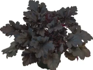 Primo Black Pearl