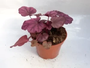 Wild Rose