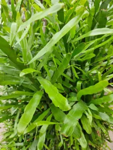 platycladum