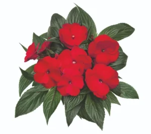Orotino