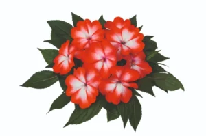 Nosara