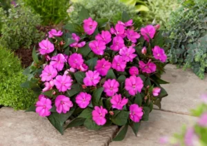 Compact Hot Lilac