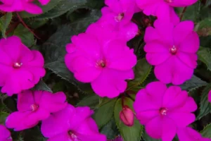 Compact Purple