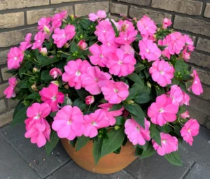 Vigorous Pink Pearl