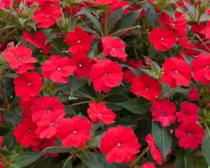 Vigorous Red