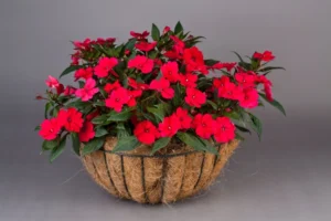 Vigorous Scarlet
