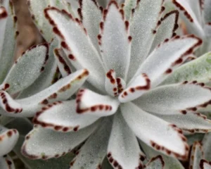 Tomentosa 56
