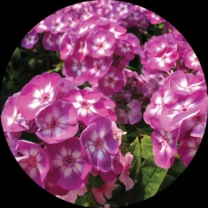 Laurus 9 cm