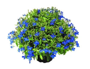 Lobelix Dark Blue
