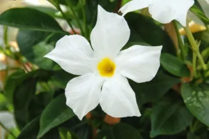 Elan White