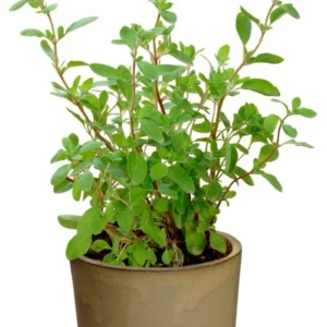 hortensis
