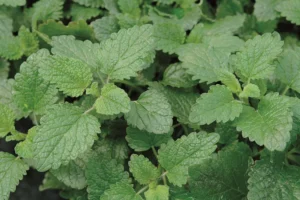 officinale