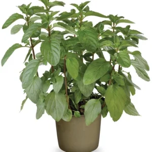 citrata Basil