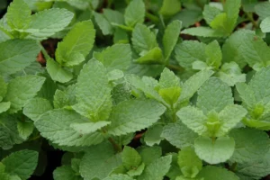 spicata Spanish