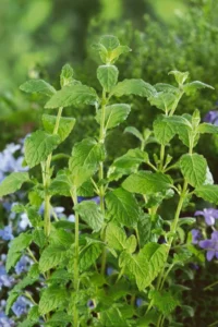 piperita Strawberry
