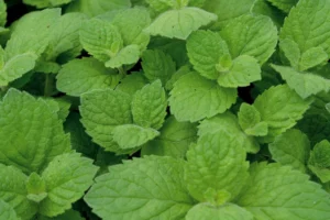 Apple Mint