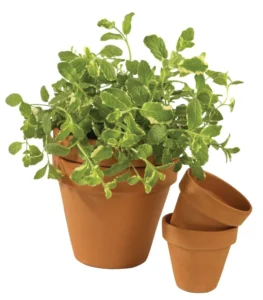 Variegata