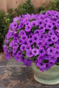 MINI VISTA Blue Violet SS