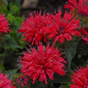 Pardon My Cerise