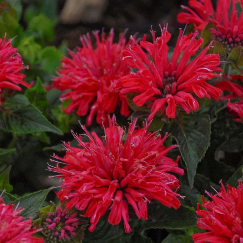 Pardon My Cerise 28 szt - obrazek 2