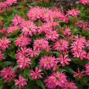 Leading Lady Pink
