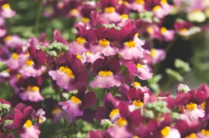 Boysenberry