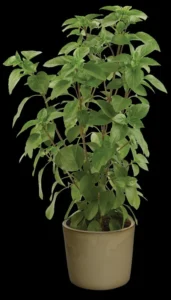 Ajaka