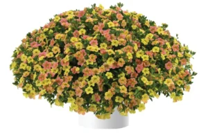 Fire Yellow