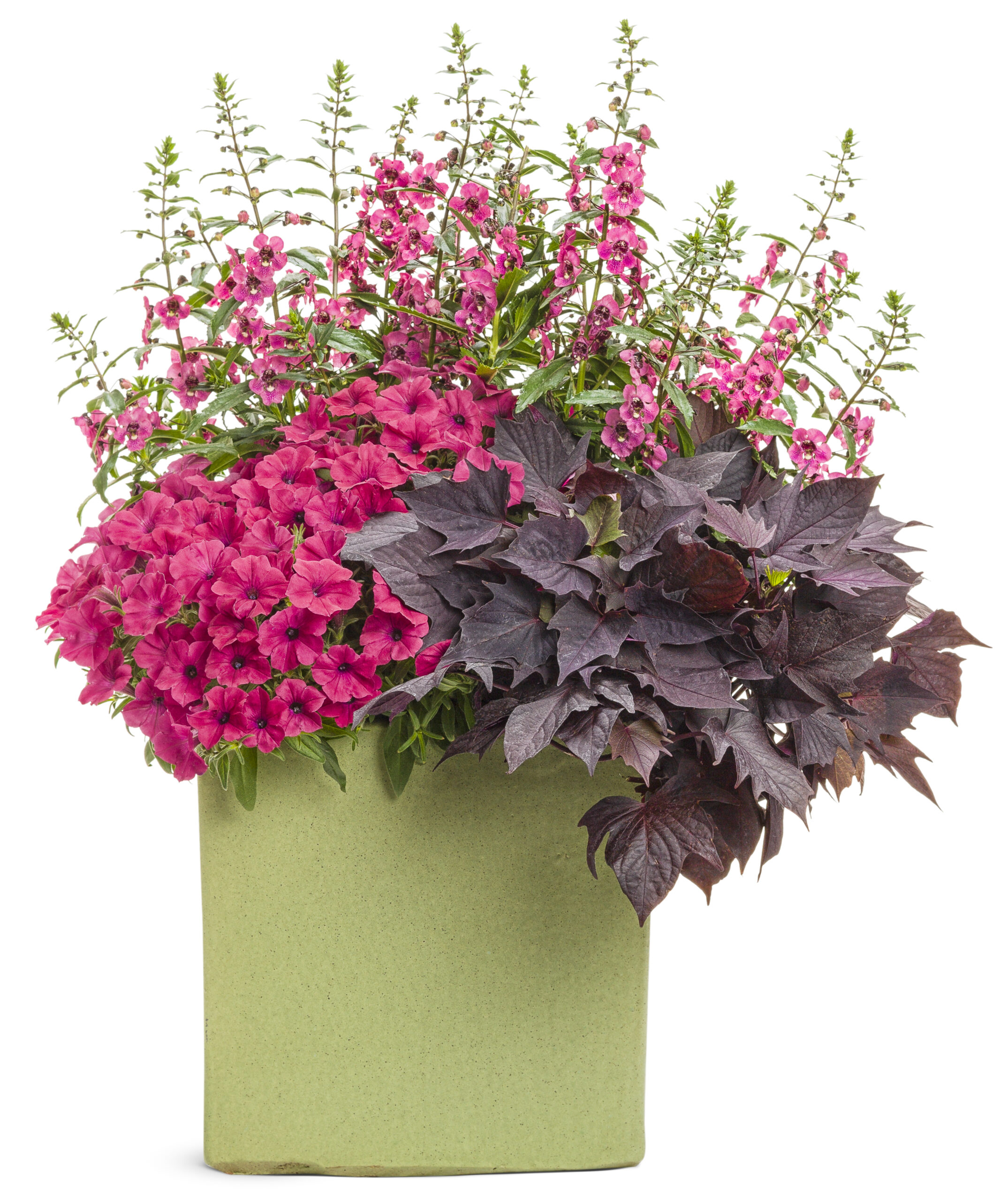 VISTA Fuchsia SS - obrazek 2