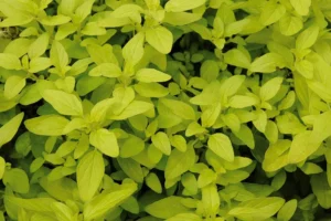 Aureum Gold 28szt