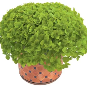Aureum Green 28szt