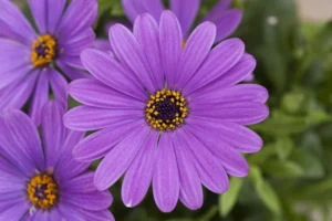 Cape Daisy Lavender Blue