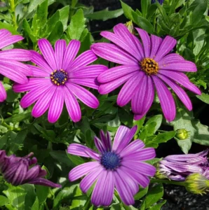 Cape Daisy Maseru