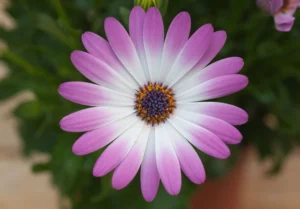 Cape Daisy Pink Bicolor