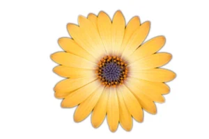 Cape Daisy Zanzibar Red