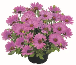Soft Violet