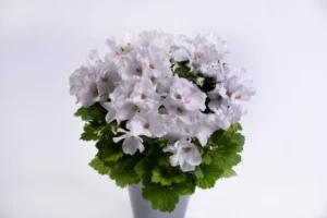 Aristo White 12 cm