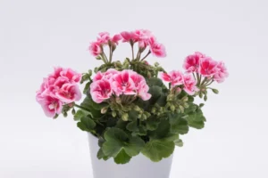 Flower Fairy Pink