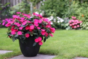 Compact Rose Glow