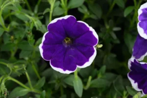 Blue Improved