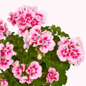 Pink Eye 9cm