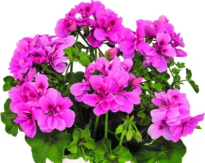 BigIX Light Pink
